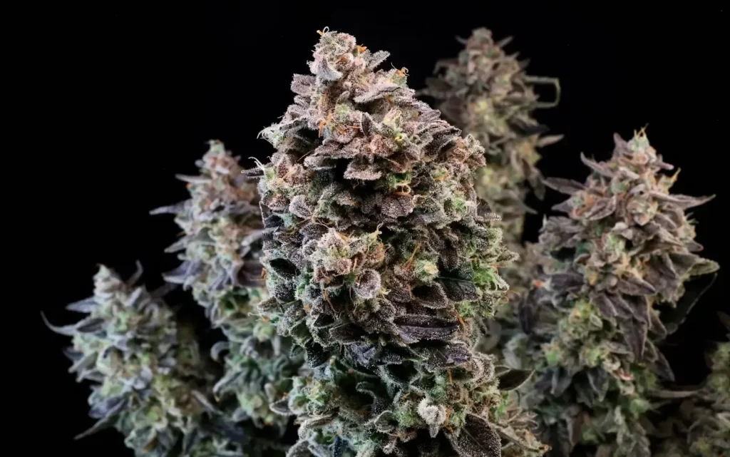 Mendo Star Auto | Preservation Line | FEM Autoflower Seeds | 5 Pack