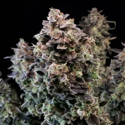 MENDO STAR AUTO | AUTOFLOWER CANNABIS SEEDS FEMALE 5 PACK