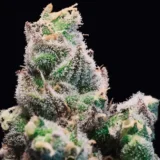 10x Red Runtz Auto | Preservation Line | FEM Autoflower Seeds