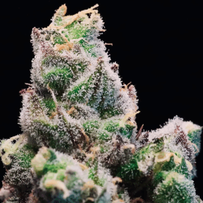 #9 RED RUNTZ | AUTOFLOWER CANNABIS SEEDS FEMALE