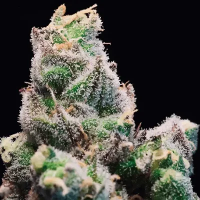 Red Runtz Auto | Preservation Line | FEM Autoflower Seeds | 5 Pack
