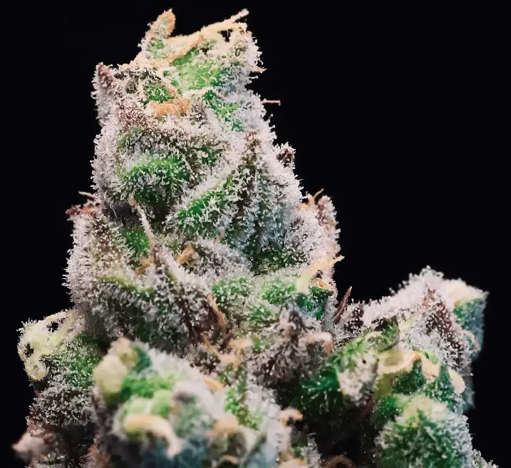 Red Runtz Auto | Preservation Line | FEM Autoflower Seeds | 5 Pack