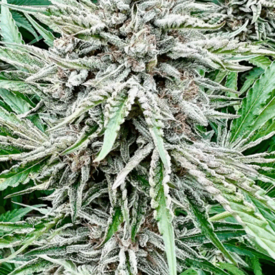 #8 SOUR DIESEL | AUTOFLOWER CANNABIS SEEDS FEMALE
