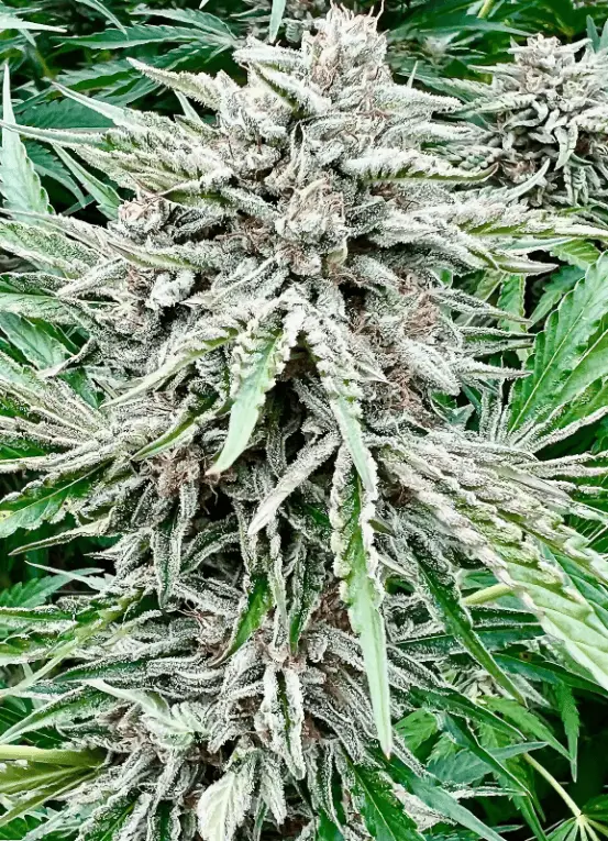 Sour Diesel Auto | Preservation Line | FEM Autoflower Seeds | 5 Pack