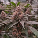 Tropicana Cookies