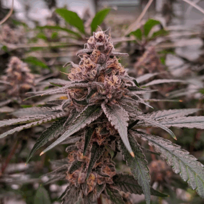 TROPICANA COOKIES | AUTOFLOWER CANNABIS SEEDS FEMALE