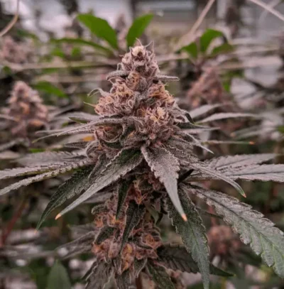 Tropicana Cookies
