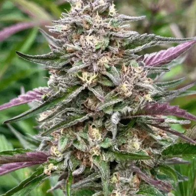 Zkittlez Auto | Preservation Line | FEM Autoflower Seeds | 5 Pack