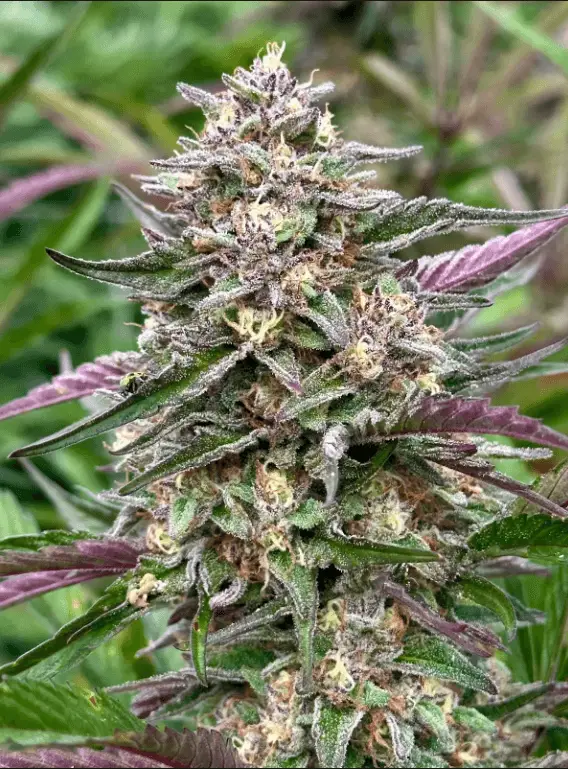 Zkittlez Auto | Preservation Line | FEM Autoflower Seeds | 5 Pack