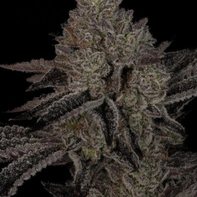 Alpine Guava | Sin City Seeds | FEM Photoperiod Seeds