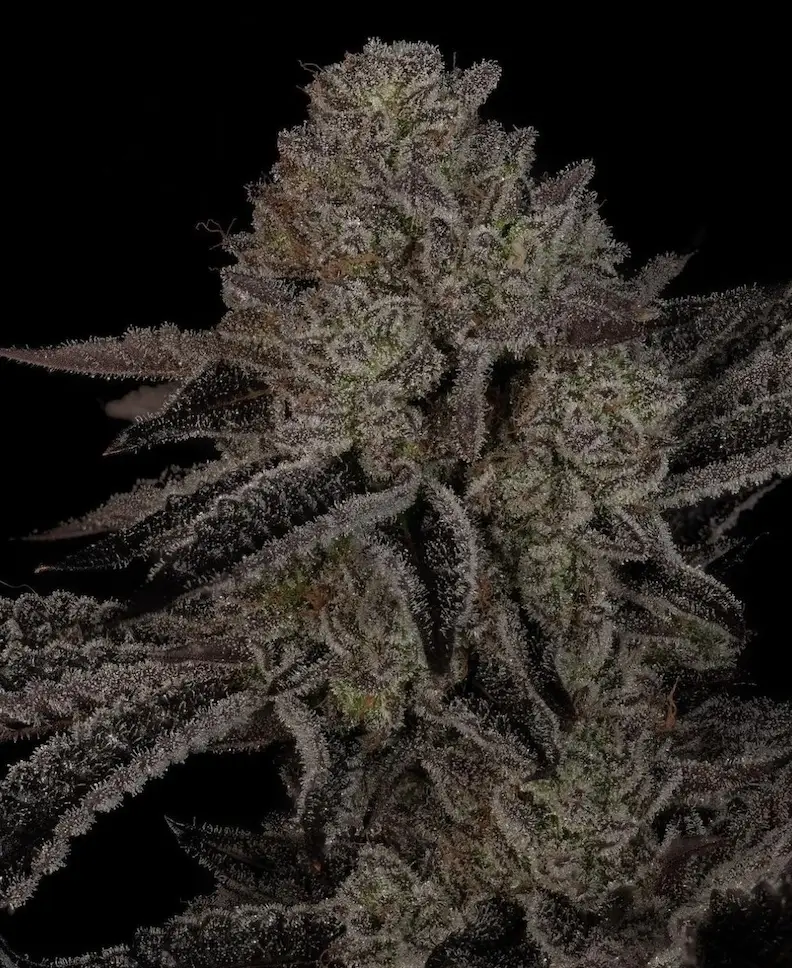 Alpine Guava | Sin City Seeds | FEM Photoperiod Seeds