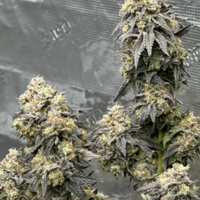 APPLE FRITTER | PHOTOPERIOD CANNABIS SEEDS FEMALE 5 PACK