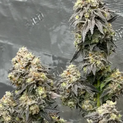 Apple Fritter | Preservation Line | FEM Photoperiod Seeds | 5 Pack