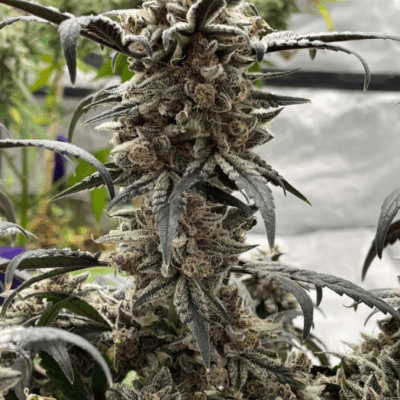 APPLE GAS BREATH | PHOTOPERIOD CANNABIS SEEDS FEMALE 5 PACK