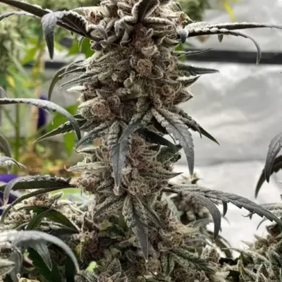 Apple Gas Breath | Preservation Line | FEM Photoperiod Seeds | 5 Pack