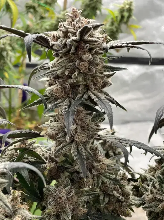 Apple Gas Breath | Preservation Line | FEM Photoperiod Seeds | 5 Pack