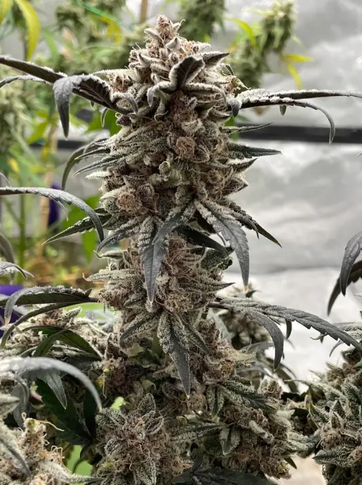 Apple Gas Breath | Preservation Line | FEM Photoperiod Seeds | 5 Pack