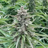 10x Apples and Bananas Auto | Preservation Line | FEM Autoflower Seeds