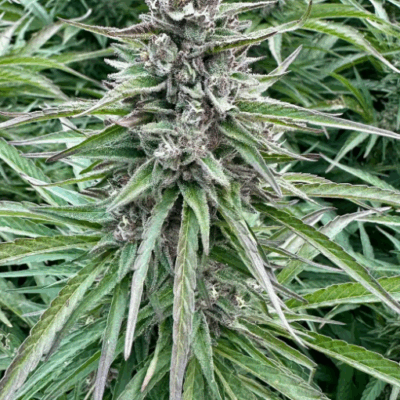 APPLES AND BANANAS | PHOTOPERIOD CANNABIS SEEDS FEMALE 5 PACK