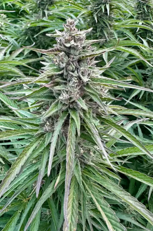 Apples And Bananas | Preservation Line | FEM Photoperiod Seeds | 5 Pack