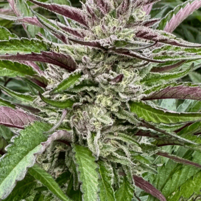 BANANA BREATH | PHOTOPERIOD CANNABIS SEEDS FEMALE 5 PACK