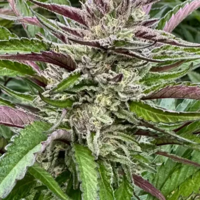 Banana Breath | Preservation Line | FEM Photoperiod Seeds | 5 Pack
