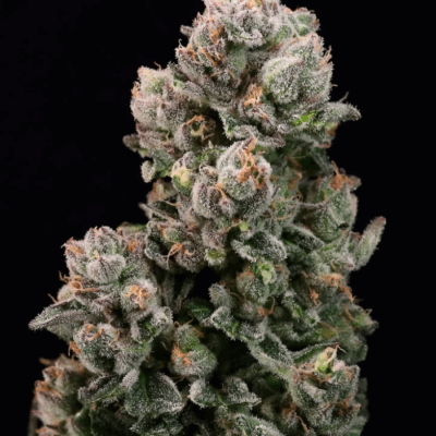 BANANA JELLY | PHOTOPERIOD CANNABIS SEEDS FEMALE 5 PACK