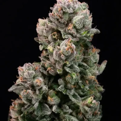 Banana Jelly | Preservation Line | FEM Photoperiod Seeds | 5 Pack