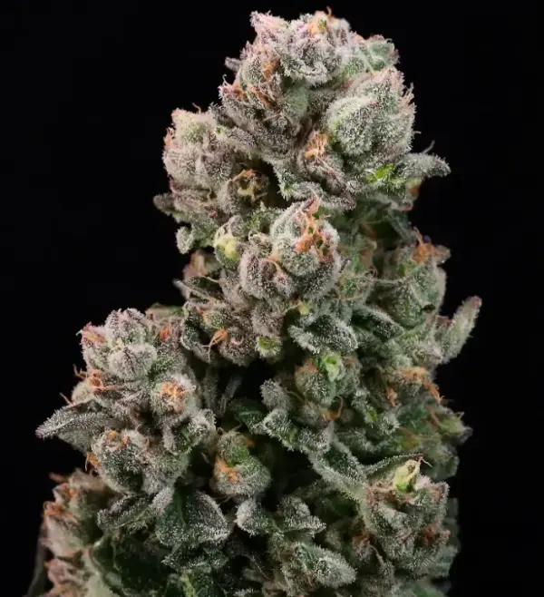 Banana Jelly | Preservation Line | FEM Photoperiod Seeds | 5 Pack