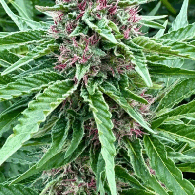 BANANA KUSH S1 | PHOTOPERIOD CANNABIS SEEDS FEMALE 5 PACK