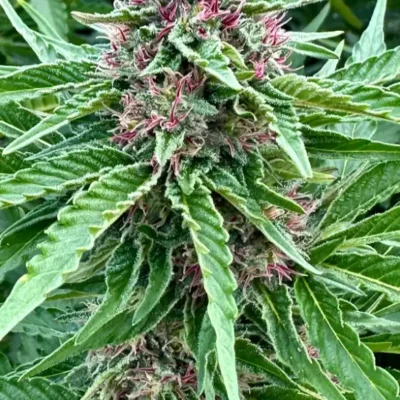 Banana Kush S1 | Preservation Line | FEM Photoperiod Seeds | 5 Pack
