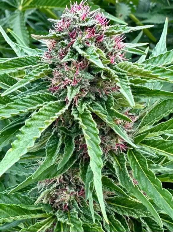 Banana Kush S1 | Preservation Line | FEM Photoperiod Seeds | 5 Pack