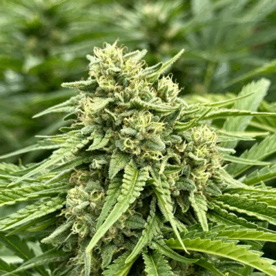 BANANA PAPAYA (FAST FINISHING) | AUTOFLOWER CANNABIS SEEDS FEMALE 5 PACK