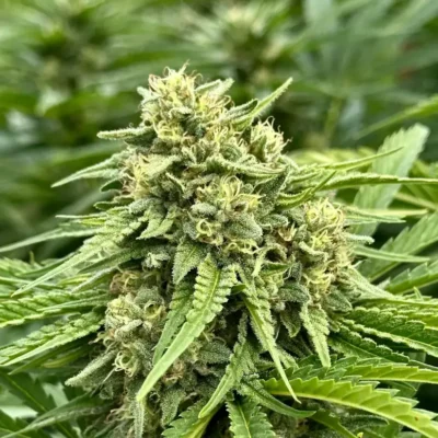 Banana Papaya | Preservation Line | FEM Fast Photoperiod Seeds | 5 Pack