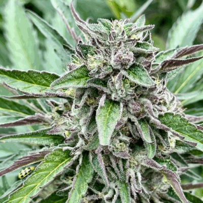 BANANA PIE | PHOTOPERIOD CANNABIS SEEDS FEMALE 5 PACK