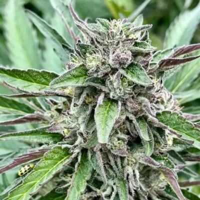 Banana Pie | Preservation Line | FEM Photoperiod Seeds | 5 Pack