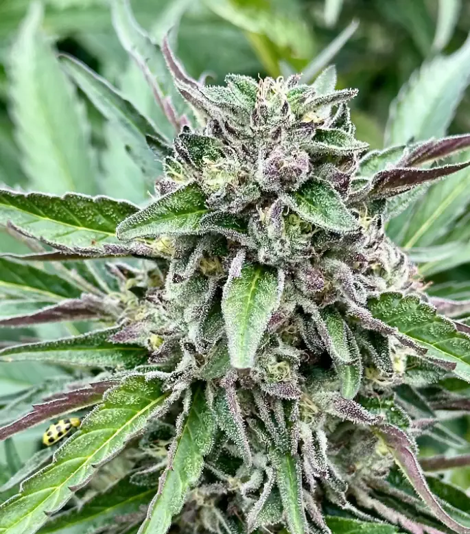 Banana Pie | Preservation Line | FEM Photoperiod Seeds | 5 Pack