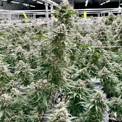 BANANA PUNCH | PHOTOPERIOD CANNABIS SEEDS FEMALE 5 PACK