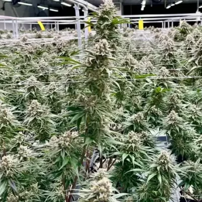 Banana Punch | Preservation Line | FEM Photoperiod Seeds | 5 Pack