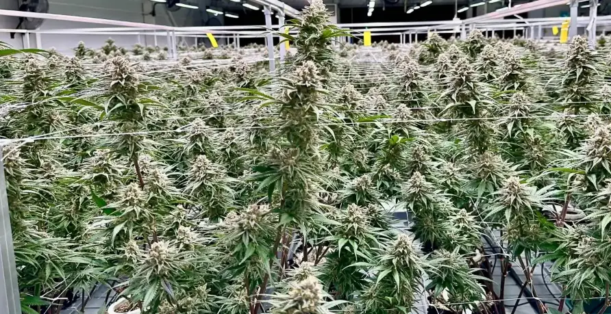 Banana Punch | Preservation Line | FEM Photoperiod Seeds | 5 Pack