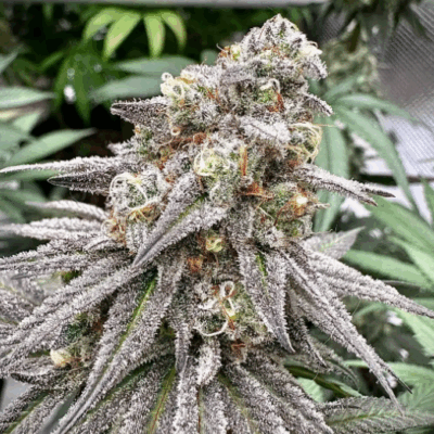 BISCOTTI | PHOTOPERIOD CANNABIS SEEDS FEMALE 5 PACK