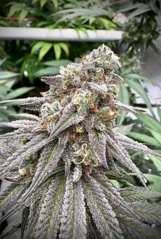 Biscotti | Preservation Line | FEM Photoperiod Seeds | 5 Pack