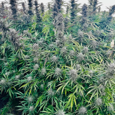 BLUE DREAM (FAST FINISHING) | PHOTOPERIOD CANNABIS SEEDS FEMALE 5 PACK