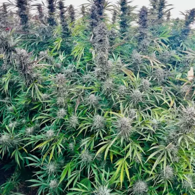 Blue Dream | Preservation Line | FEM Fast Photoperiod Seeds | 5 Pack