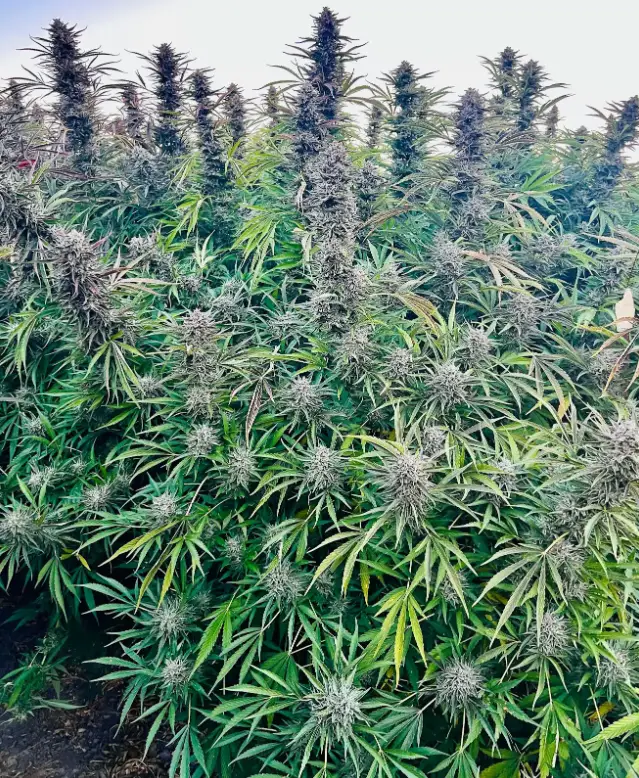 Blue Dream | Preservation Line | FEM Fast Photoperiod Seeds | 5 Pack