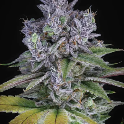 Blue Power IX2 | Sin City Seeds | FEM Photoperiod Seeds