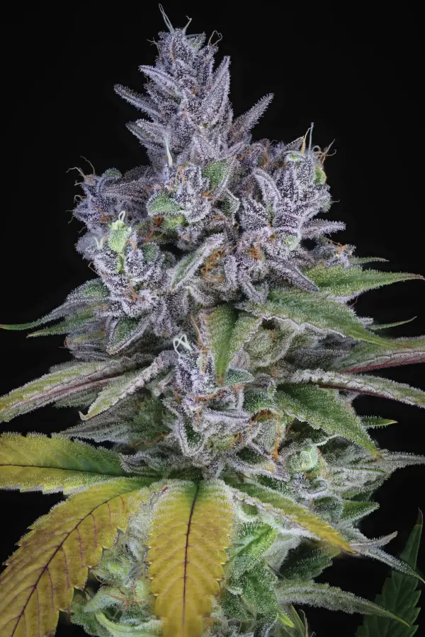 Blue Power IX2 | Sin City Seeds | FEM Photoperiod Seeds