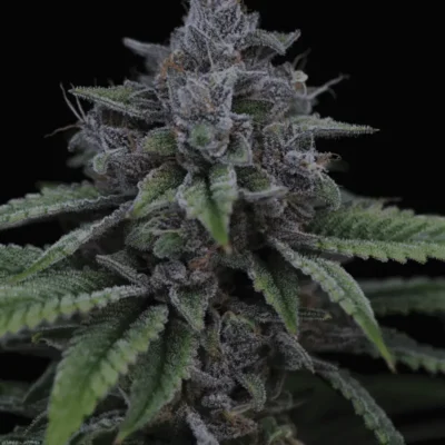 7x Blue Power IX2 | Sin City Seeds | REG Photoperiod Seeds