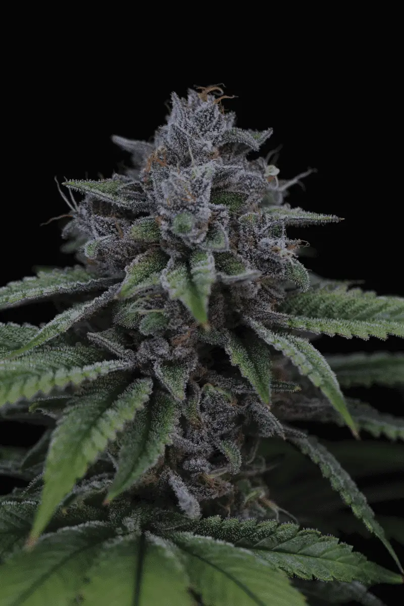 Blue Power IX2 | Sin City Seeds | REG Photoperiod Seeds