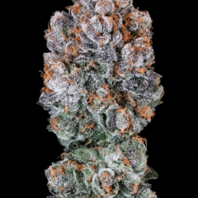 BLUEBERRY MCMUFFIN | PHOTOPERIOD CANNABIS SEEDS FEMALE 5 PACK
